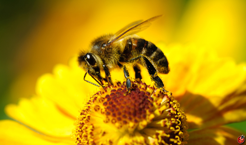 cire liquide d'abeille pour traiter le bois et entretenir son éclat - ecobati