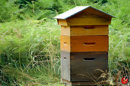 lasure boiseries sur ruches extérieur ultranature